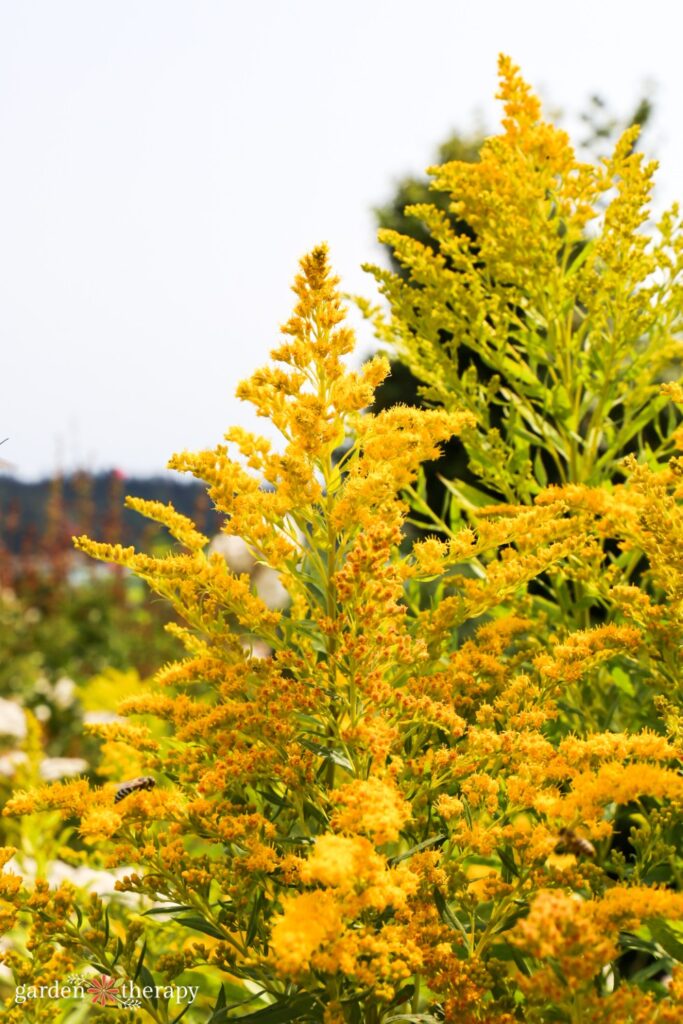 Canada Goldenrod in full bloom
