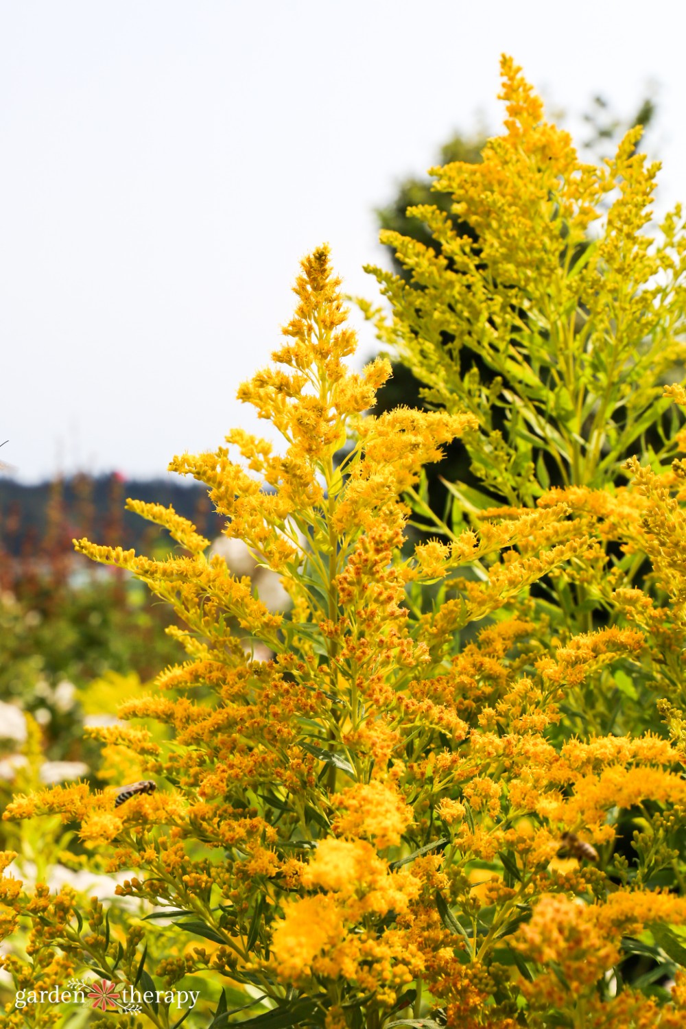 Canada Goldenrod in full bloom