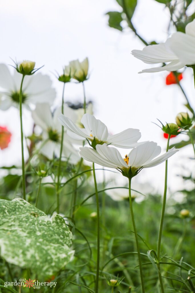 white cosmo flowers