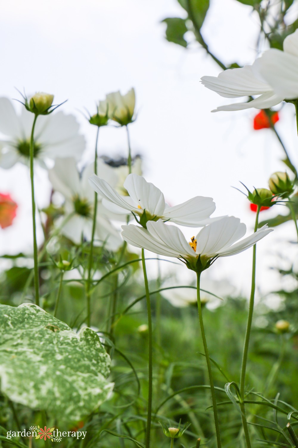 white cosmo flowers