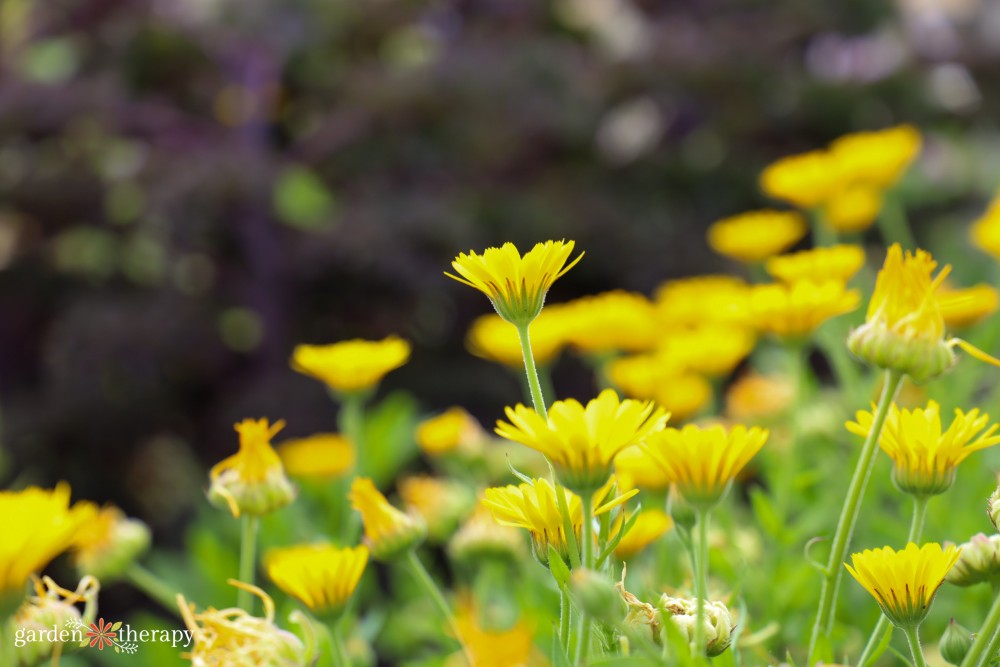 yellow calendula flowers