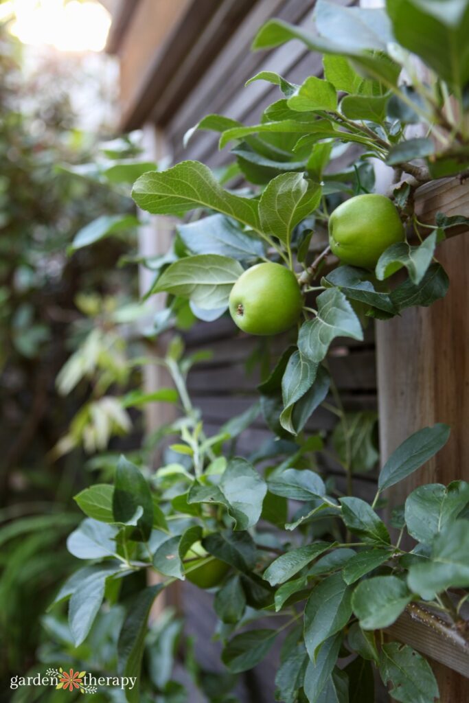 apple espalier tree