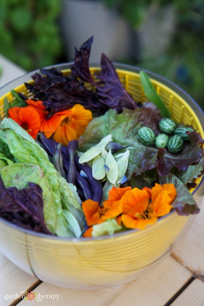 harvested bowl of lettuce and vegetables