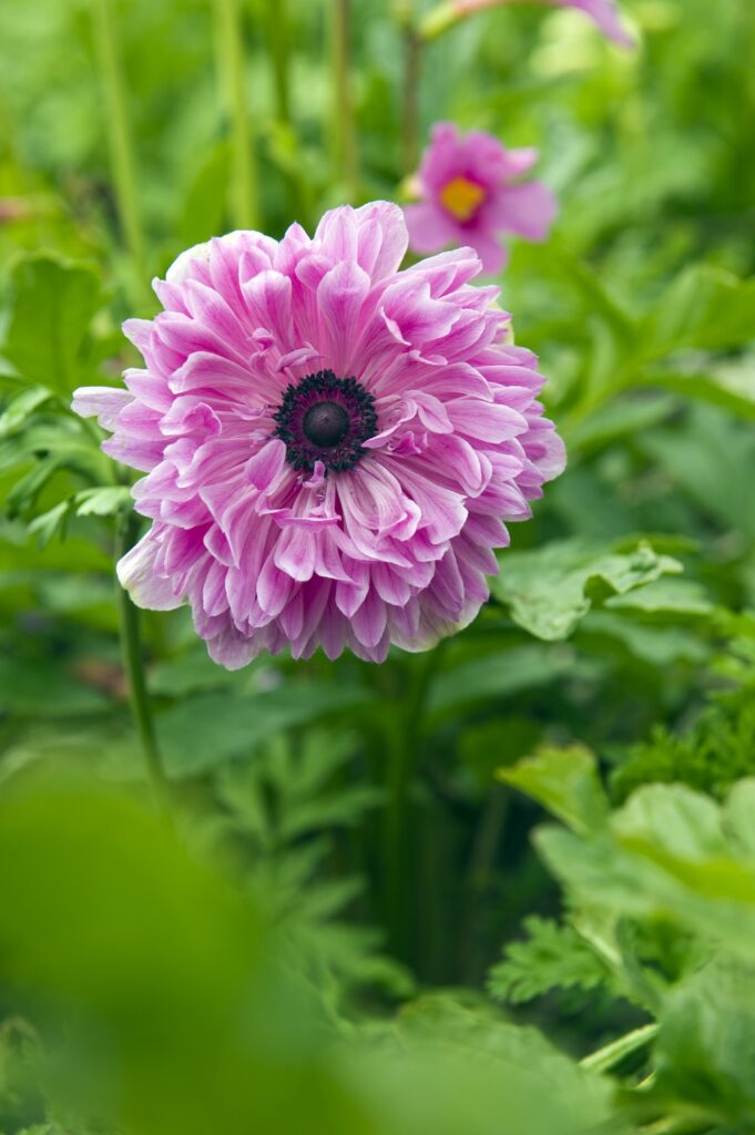 pink anemone flower