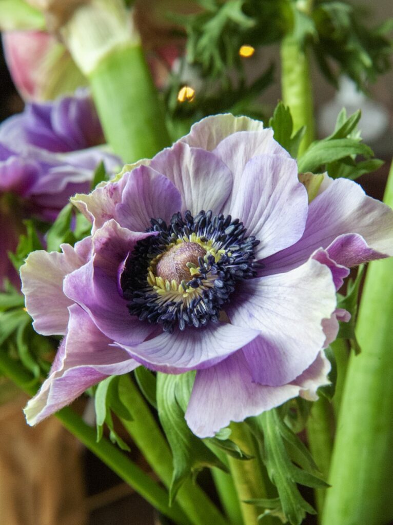 purple anemone flower