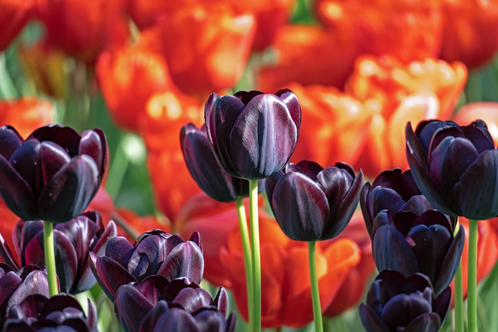 black tulips in bloom