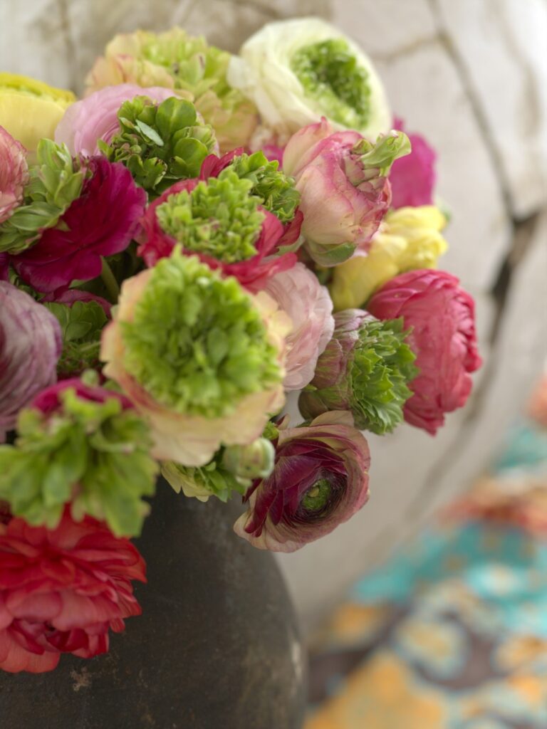 Ranunculus asiaticus